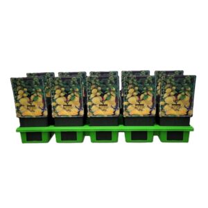 Alcea Alcea rosea flpl. 'Double Yellow' P11
(10 Plants/Order)(11cmP 25cmH)