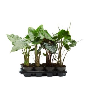 Alocasia mixed Alocasia mixed 14cm
(8 Plants/Order)(14cmP 45cmH)