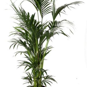 Howea forsteriana Howea Forsteriana(kentia) P31-180
(1 Plants/Order)(31cmP 180cmH)