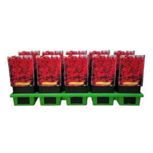 Astilbe Astilbe 'Vulcano' P11
(10 Plants/Order)(11cmP 25cmH)