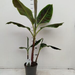 Musa Dwarf Cavendish Musa Dwarf Cavendish C2
(6 Plants/Order)(17cmP 30cmH)