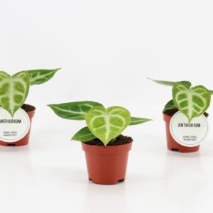 Anthurium Leaf Anthurium Silver Blush
(20 Plants/Order)(6cmP 15cmH)