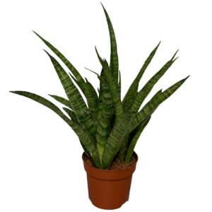 Sansevieria aubrytiana Sansevieria Cylindrinca Kirkii
(6 Plants/Order)(12cmP 35cmH)