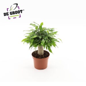 Ficus Green Kinky Ficus Green Kinky jute
(10 Plants/Order)(12cmP 30cmH)