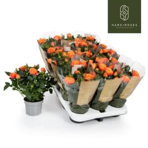 Rosa Bengali Kordana Grande Rosa Kordana Grande Bengali
(15 Plants/Order)(10.5cmP 25cmH)