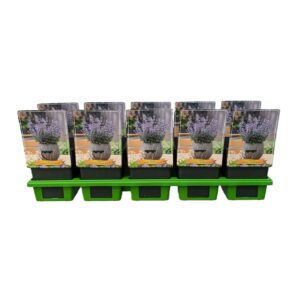 Nepeta Nepeta 'Purrsian Blue' PBR P11
(10 Plants/Order)(11cmP 25cmH)