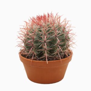 Ferocactus pilosus Ferocactus stainesii 23 cm
(2 Plants/Order)(23cmP 25cmH)