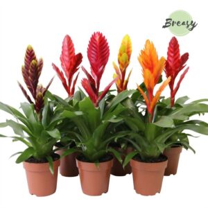 Vriesea mixed Vriesea Classic - 12cm | Mimesis
(6 Plants/Order)(12cmP 45cmH)