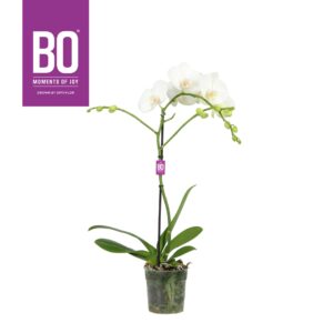 Phalaenopsis white more Ripsen Funda P12 BO White 1 spike
(10 Plants/Order)(12cmP 60cmH)