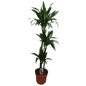Dracaena Janet Craig Dracaena Janet Craig 90-60-30
(1 Plants/Order)(27cmP 150cmH)