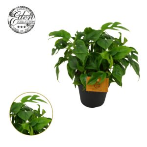 Monstera deliciosa Piccolo Monstera piccolo, 12cm 100 % veenvrij
(4 Plants/Order)(12cmP 30cmH)