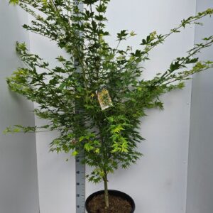 Acer palmatum Sangokaku Acer palmatum 'Sangokaku'
(1 Plants/Order)(36cmP 160cmH)