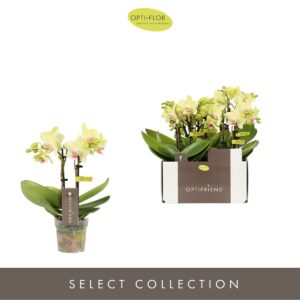 Phalaenopsis Multiflora Optifriend Lena 2 spike
(8 Plants/Order)(7cmP 25cmH)