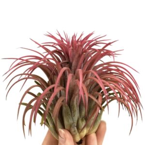 Tillandsia Tillandsia ionantha red xxxl
(10 Plants/Order)(10cmP 10cmH)