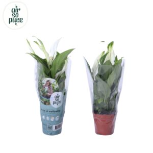 Spathiphyllum Pearl Cupido Air So Pure - Spathiphyllum Pearl Cupido 7cm
(16 Plants/Order)(7cmP 24cmH)