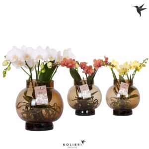 Phalaenopsis mixed Kolibri Orchids Phalaenopsis Roots mix in Glas bowl brown
(4 Plants/Order)(16cmP 50cmH)