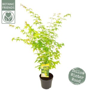 Acer palmatum Acer palm. 'Bi hoo' 
(1 Plants/Order)(24cmP 125cmH)