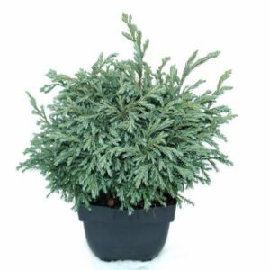Chamaecyparis Baby Blue Chamaecyparis pisifera 'Baby Blue' P17
(6 Plants/Order)(17cmP 40cmH)