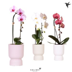 Phalaenopsis Elegant Cascade Kolibri Orchids Cascade Niagara Fall mix 1 spike in Diabolo Pot mix
(5 Plants/Order)(12cmP 50cmH)