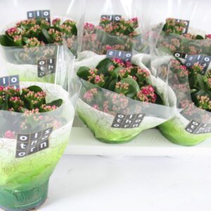 Kalanchoe blossfeldiana Calandiva B Gevuld 15 cm purple
(6 Plants/Order)(15cmP 24cmH)