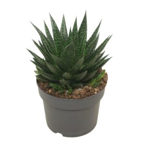 Gasteria Gasteria d'due 17 cm met etiket 
(3 Plants/Order)(17cmP 25cmH)