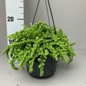 Crassula licopodioides
(7 Plants/Order)(14cmP 20cmH)