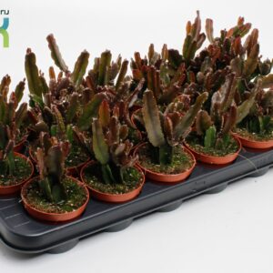 Rhipsalis Rhipsalis Agudoensis
(18 Plants/Order)(8.5cmP 10cmH)