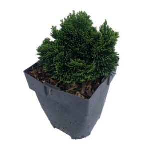Chamaecyparis obtusa Chamaecyparis obtusa 'Nana Gracilis' P17
(6 Plants/Order)(17cmP 30cmH)