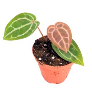 Anthurium Leaf Anthurium Michelle® (DocBlock)
(2 Plants/Order)(9cmP 15cmH)