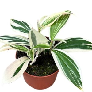 Costus arabicus Vari Costus Arabicus Variegata
(1 Plants/Order)(10.5cmP 15cmH)