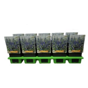Veronica spicata Anniversary Blue Veronica spicata 'Anniversary Blue' P11
(10 Plants/Order)(11cmP 25cmH)