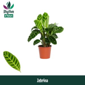 Calathea zebrina Calathea 14cm Zebrina - Rhythm of Nature
(8 Plants/Order)(14cmP 45cmH)