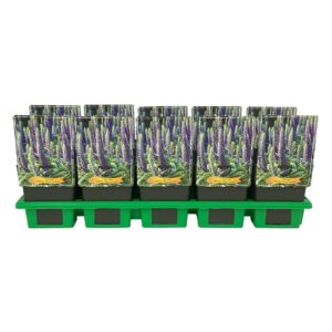 Veronica spicata Veronica spicata 'Royal Candles' P11
(10 Plants/Order)(11cmP 25cmH)