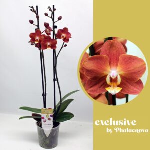 Phalaenopsis Horizion Horizon 2-tak 55cm (GROEN)
(10 Plants/Order)(12cmP 55cmH)