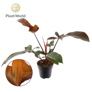 Philodendron Philodendron Florida Bronze P19
(3 Plants/Order)(19cmP 65cmH)
