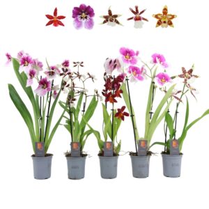 Orchideeen Inca Orchid mix 2 spike 9cm
(6 Plants/Order)(9cmP 35cmH)