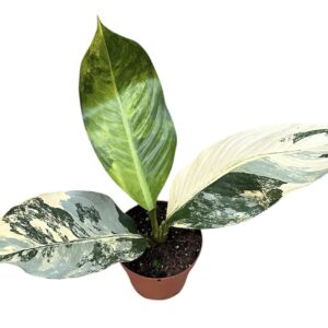 other plants Dieffenbachia Big Ben
(1 Plants/Order)(17cmP 611cmH)