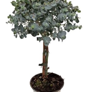Eucalyptus cinerea Eucalyptus Cinerea Silver Stem
(10 Plants/Order)(12cmP 40cmH)