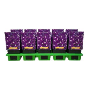 Delphinium Aurora Deep Delphinium Elatum 'Aurora Deep Purple' P11
(10 Plants/Order)(11cmP 25cmH)