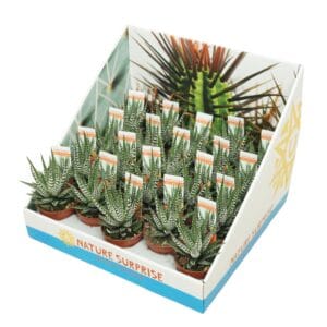 Haworthia Big Band Haworthia big band 5,5 cm in presentatiedoos
(20 Plants/Order)(5.5cmP 8cmH)