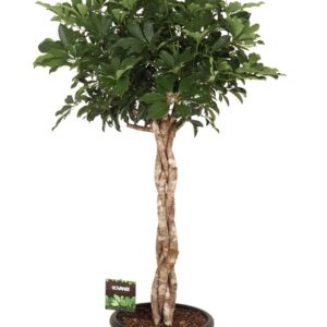 Schefflera Compacta Schefflera arb. Compacta melted braid
(1 Plants/Order)(40cmP 170cmH)