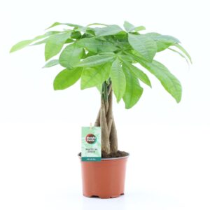 Pachira aquatica Pachira Aquatica gevlochten stam
(8 Plants/Order)(12cmP 45cmH)