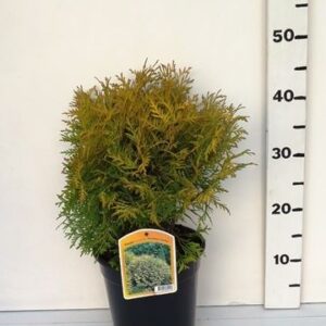 Thuja Golden Globe Thuja occ. 'Golden Globe'
(1 Plants/Order)(19cmP 45cmH)