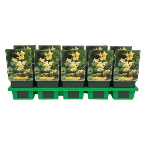 Epimedium x versicolor Sulphureum Epimedium versicolor 'Sulphureum' P11
(10 Plants/Order)(11cmP 25cmH)