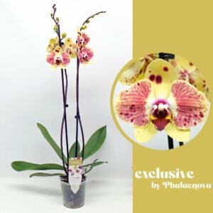 Phalaenopsis Exotic Punch (GROEN)
(10 Plants/Order)(12cmP 70cmH)