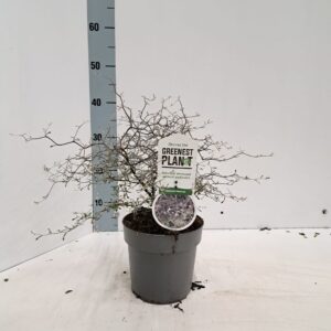 schrub Corokia Maori Corokia cotoneaster
(1 Plants/Order)(17cmP 30cmH)