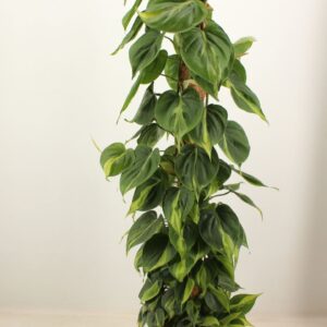 Philodendron Brasil philo brasil 120 kratiste klimstok
(1 Plants/Order)(24cmP 120cmH)