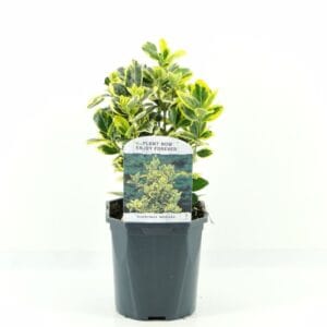 Euonymus japonicus Ovatus Aureus Euonymus jap. Marieke
(6 Plants/Order)(17cmP 20cmH)