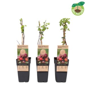 Rubus phoenicolasius Rubus phoenicolasius
(10 Plants/Order)(15cmP 50cmH)