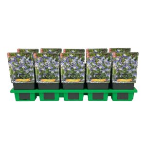 Aquilegia caerulea Aquilegia caerulea 'Spring magic® Blue & White' P11
(10 Plants/Order)(11cmP 25cmH)